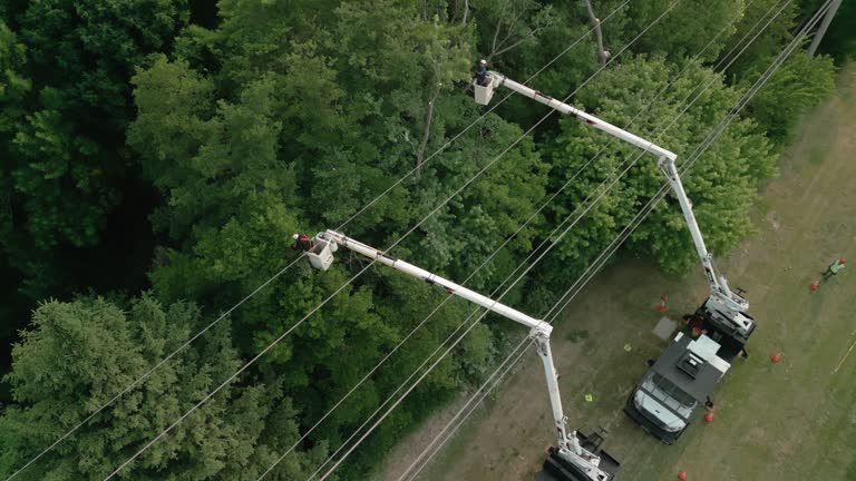 Tainter Lake, WI Tree Removal and Landscaping Services Company